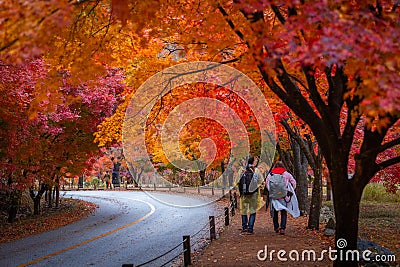 Colorful autumn with beautiful maple leaf at Naejangsan national park, South Korea Editorial Stock Photo