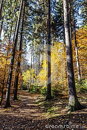 Colorful Autumn In Voderady Beechwood, Czechia Stock Photo