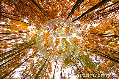 Colorful autumn canopy Stock Photo