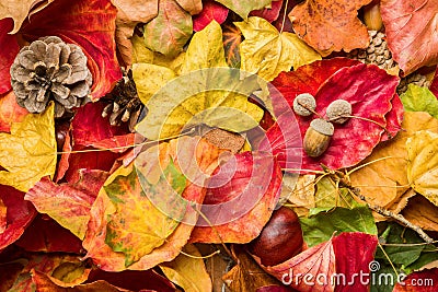 Colorful autumn foliage lying on the ground Stock Photo
