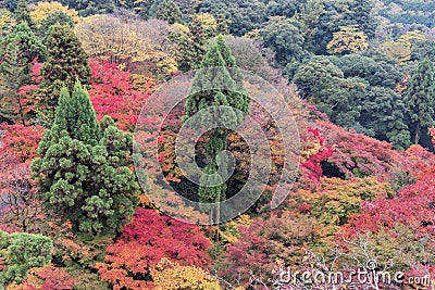 Colorful autumn forest in Kiyomizu Buddhist Temple in Kyoto, Japan Stock Photo