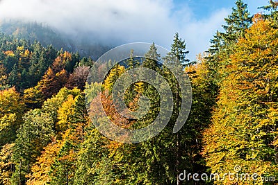 Colorful autumn forest in the mountains in the morning sun in the clouds Stock Photo