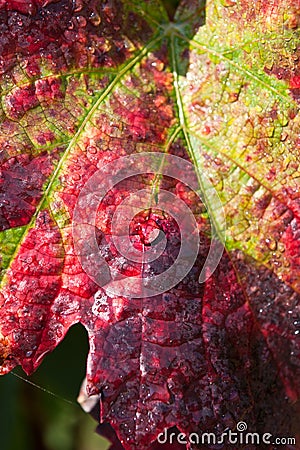 Colorful autumn grape leaf Stock Photo