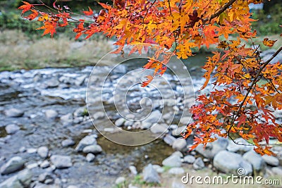 Colorful Autumn Leaf and River in korankei, Japan Stock Photo