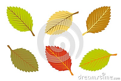 Colorful autumn leaves Vector Illustration