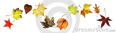 Colorful autumn leaves arranged in wavy line Stock Photo