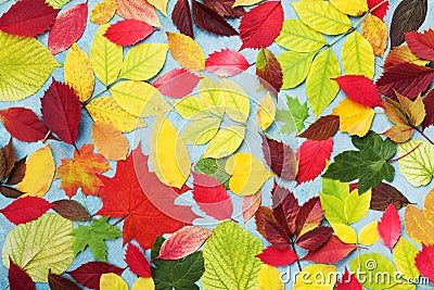 Colorful autumn leaves background top view. Bright fall patterns. Stock Photo