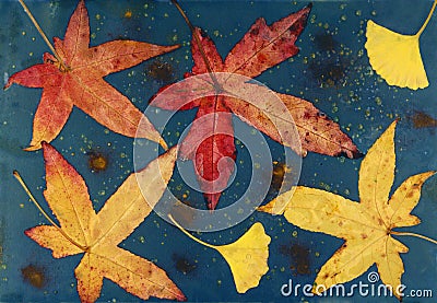 Colorful autumn leaves on an exposing wet cyanotype Stock Photo