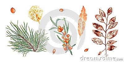 Colorful autumn leaves imprints, orange berries, pine branch. Set of fall dry leaves, sea buckthorn, fir, spruce. Watercolor Cartoon Illustration