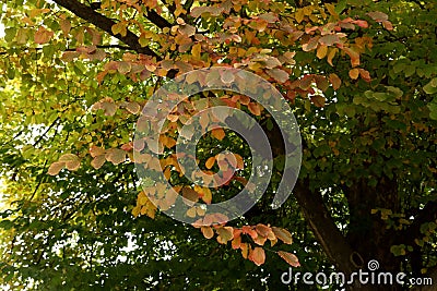 Colorful autumn leaves of Persian ironwood Parrotia persica Stock Photo