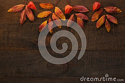 Colorful autumn leaves of Rowan and fruit of Physalis on the dark wooden table. Autumn composition Stock Photo