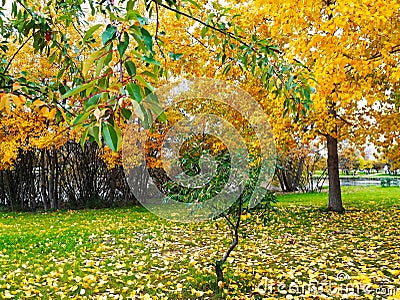 Colorful Autumn in Moscow 2018 Stock Photo