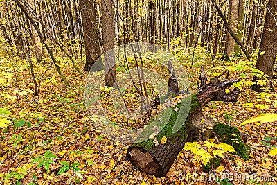 Colorful autumn nature. Forest landscape Stock Photo