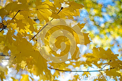 Colorful Autumn in Park, Toronto, Canada Stock Photo