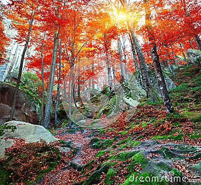 Colorful autumn scene in the mountain forest. Stock Photo