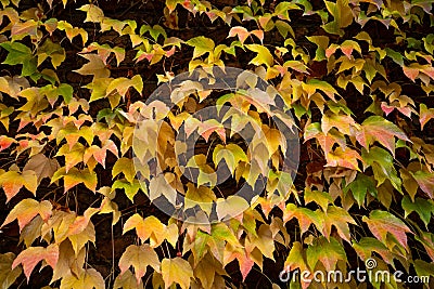 Colorful autumn three-leaf creeper Stock Photo