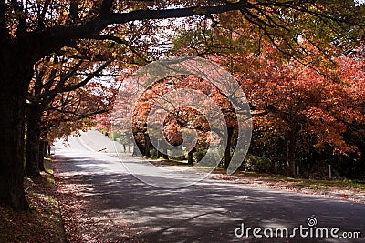 Colorful autumn trees in Blackheath in the Blue Mountains Stock Photo