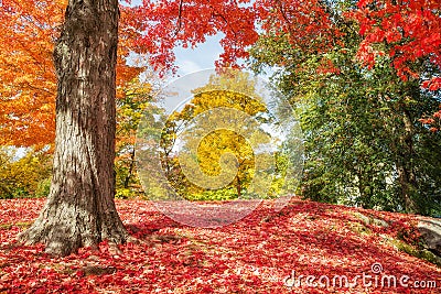 Colorful autumn trees at a park in New England Stock Photo