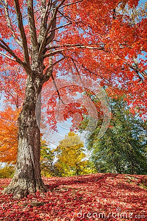 Colorful autumn trees at a park in New England Stock Photo