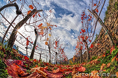 Colorful autumn Vineyard in Wachau valley in Austria. Stock Photo