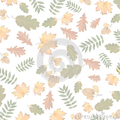 Colorful autumnal branch of tree on isolated background Stock Photo