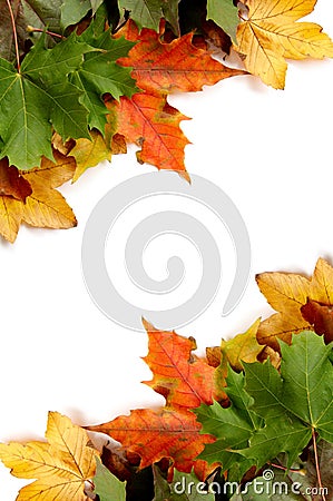 Colorful autumnal leaves Stock Photo