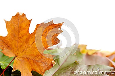 Colorful autumnal leaves Stock Photo