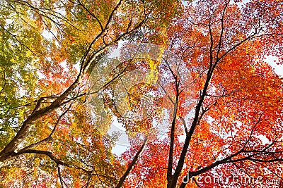 Colorful autunm treetops. Stock Photo