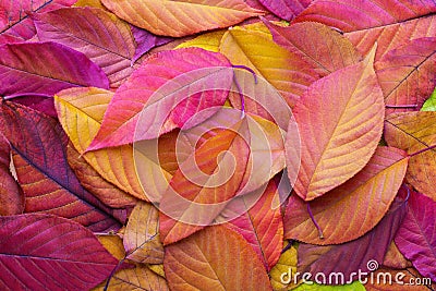 Colorful background with autumn Cherry leaves Stock Photo