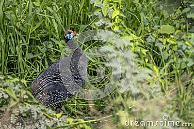 Colorful background with an exotic bird. The helmeted guineafowl, Numida meleagris Stock Photo