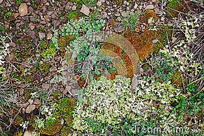 colorful background of moss, lichen, grass, fungus and small plants Stock Photo