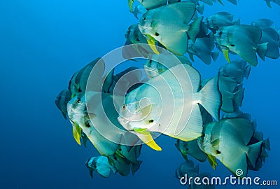 Colorful balloon-like fishes in the water in the Maldives Stock Photo