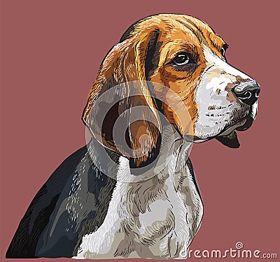 Colorful Beagle vector hand drawing portrait Vector Illustration