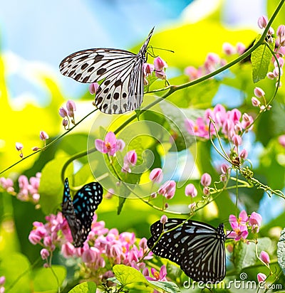 Colorful and beautiful butterflies Stock Photo