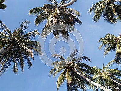 Beautiful coconut trees arts amazing look Stock Photo