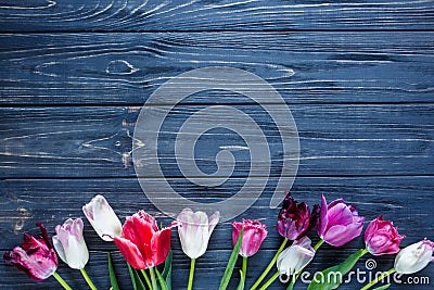 Colorful beautiful pink violet tulips on gray wooden table. Valentines, spring background. floral mock up. with copyspace Stock Photo