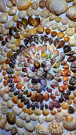 Colorful and beautiful shellfish collected from the beaches of Sri Lanka Stock Photo