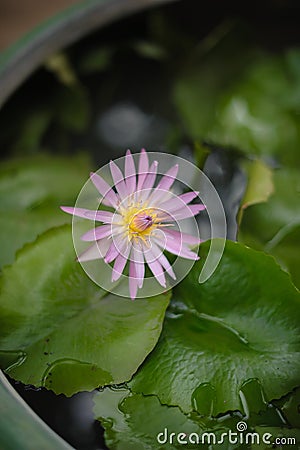 Colorful Beauty Lotus Closeup Stock Photo