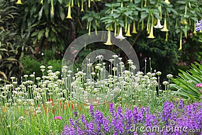 Colorful bed of perennial and herbaceous plants in English cottage and country style garden Stock Photo