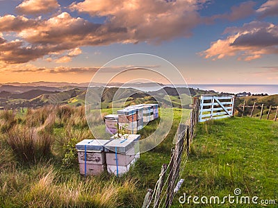 Colorful Bee Hives on Top of a Hill in Bay of Islands, New Zealand Stock Photo