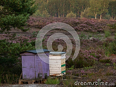 Colorful beehives standing in the forest on the heath. Stock Photo