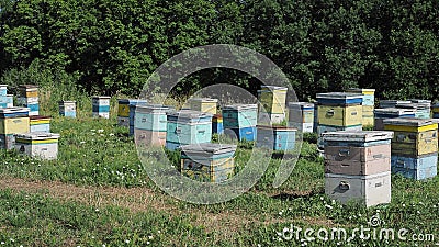 Colorful beehives in sunflower` field in Provance, France Stock Photo