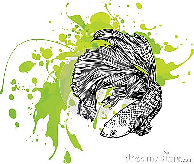 Colorful Betta Fish with green water splash Vector Illustration. Vector Illustration