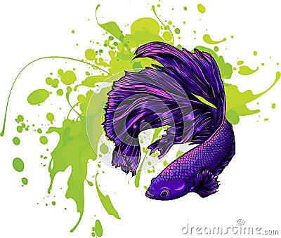 Colorful Betta Fish with water splash Vector Illustration. Vector Illustration