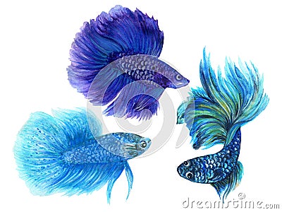 Colorful Betta Fish watercolor hand paint Illustration Siamese and Chinese Fighting Fish, Betta Splendens, for textile fabric Stock Photo