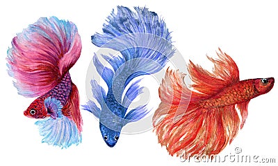 Colorful Betta Fish watercolor hand paint Illustration Siamese and Chinese Fighting Fish, Betta Splendens, for textile fabric Stock Photo