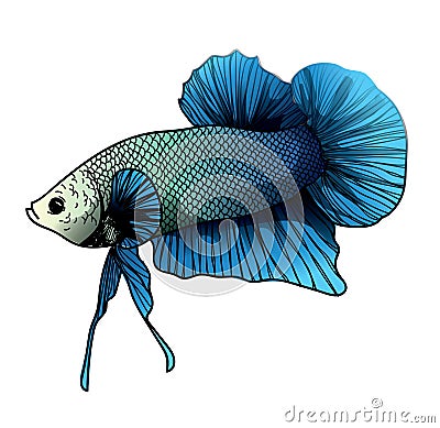 Colorful betta splendens fish hand drawing and sketch Stock Photo