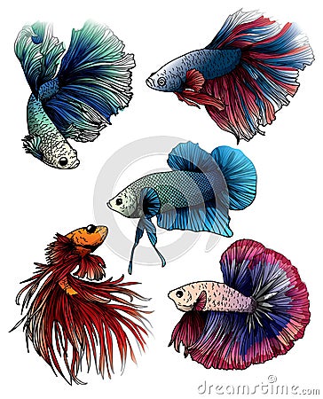 Colorful betta splendens fish hand drawing and sketch Vector Illustration