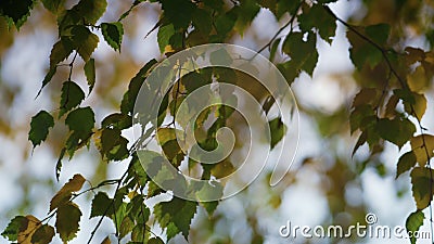 Colorful birch leafage swinging on wind. Beautiful foliage swaying autumn time. Stock Photo