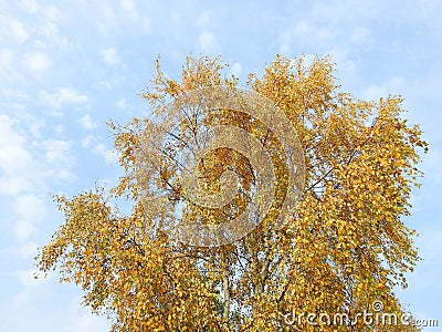 Colorful birch tree in autumn Stock Photo